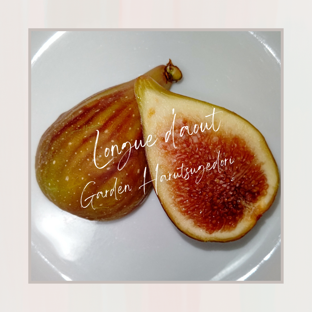 Longue d'Août/ロング ドート